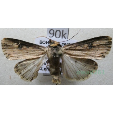 Axylia putris (Linnaeus, 1761) Rolnica zbutewka Czech90k